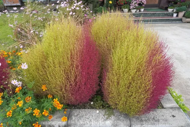 コキア　コキアを植えてはいけない理由5選