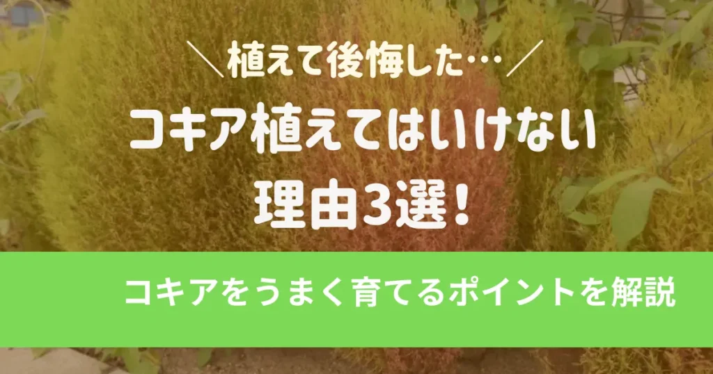 コキア植えてはいけない理由3選！コキアをうまく育てるポイントを解説